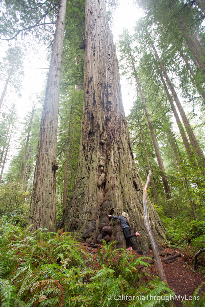 Lady Bird Johnson Grove in Redwoods National Park - California Through ...