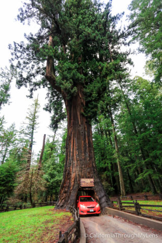 Legget drive thru tree-1