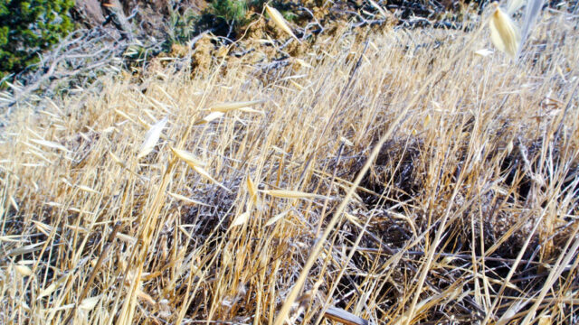 North Peak Mt Diablo 4