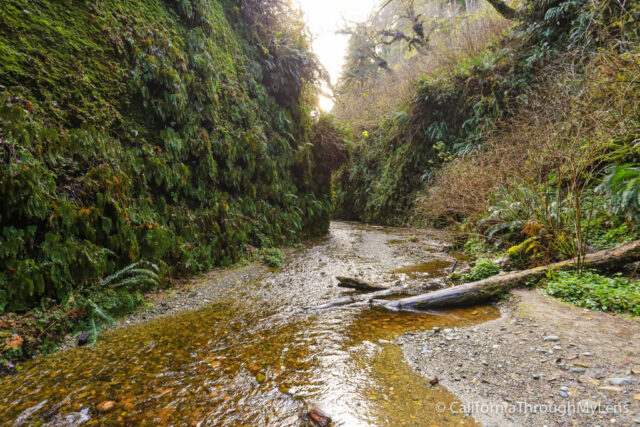 fern canyon-16