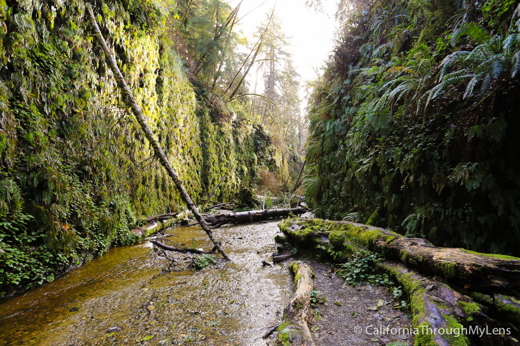 Fern Canyon A Majestic Hike In