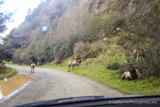 fern canyon-2