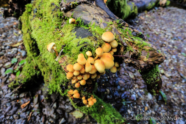 fern canyon-22