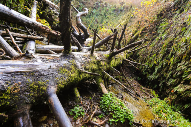 fern canyon-24