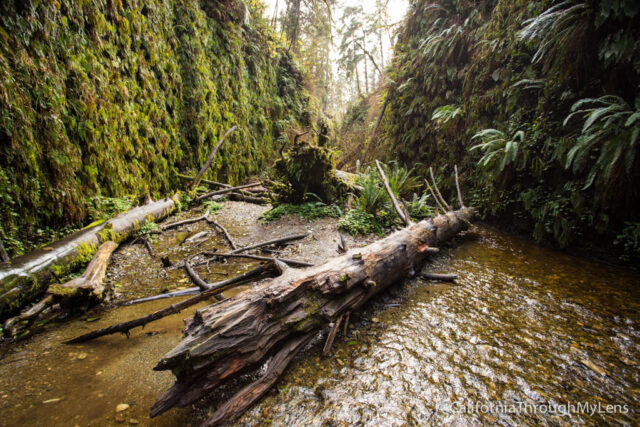 fern canyon-32