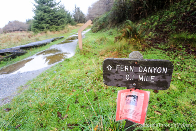 fern canyon-6