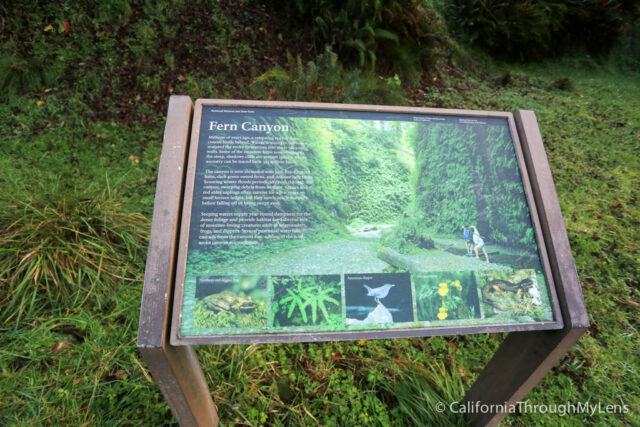 fern canyon-7