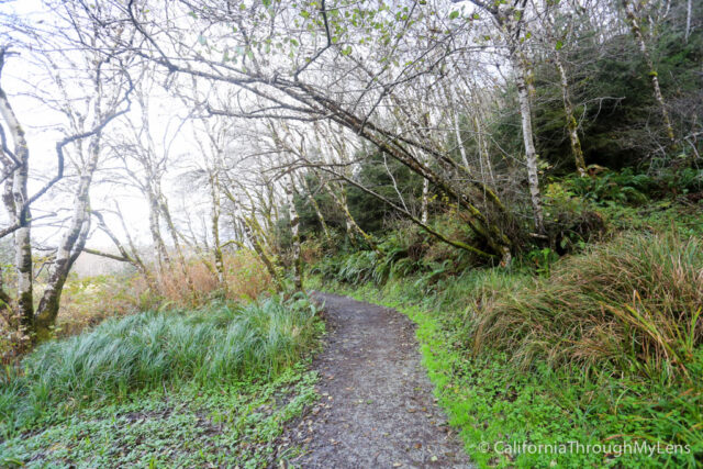 fern canyon-8