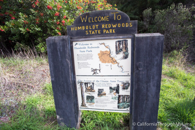 Avenue of the Giants: The 31 Mile Redwood Drive You Have to Do ...
