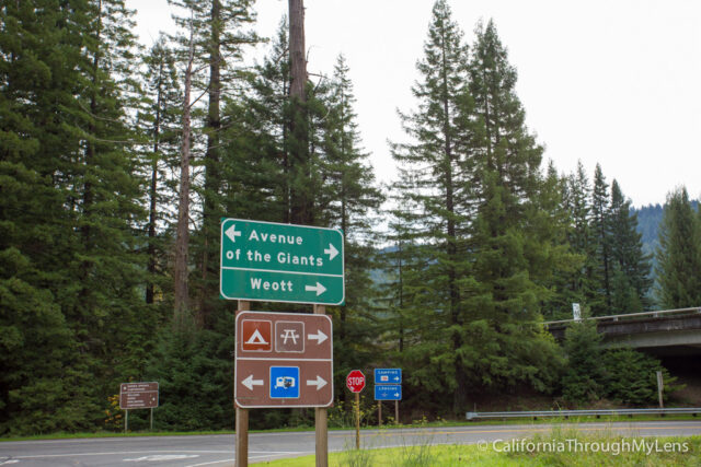 Avenue of the Giants-2