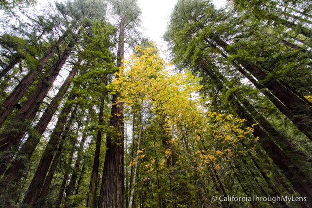 Avenue of the Giants-4