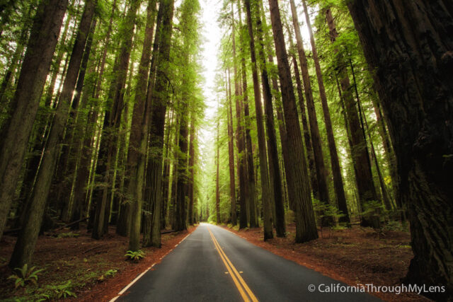 Avenue of the Giants-5