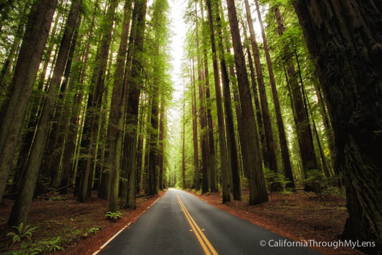 Avenue of the Giants: The 31 Mile Redwood Drive You Have to Do ...