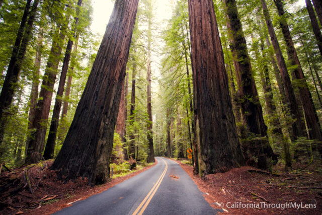 Avenue of the Giants-6