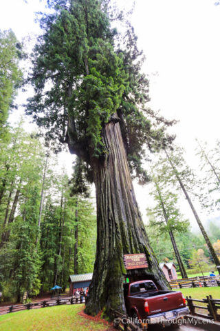 Chandelier Drive Thru Tree-2