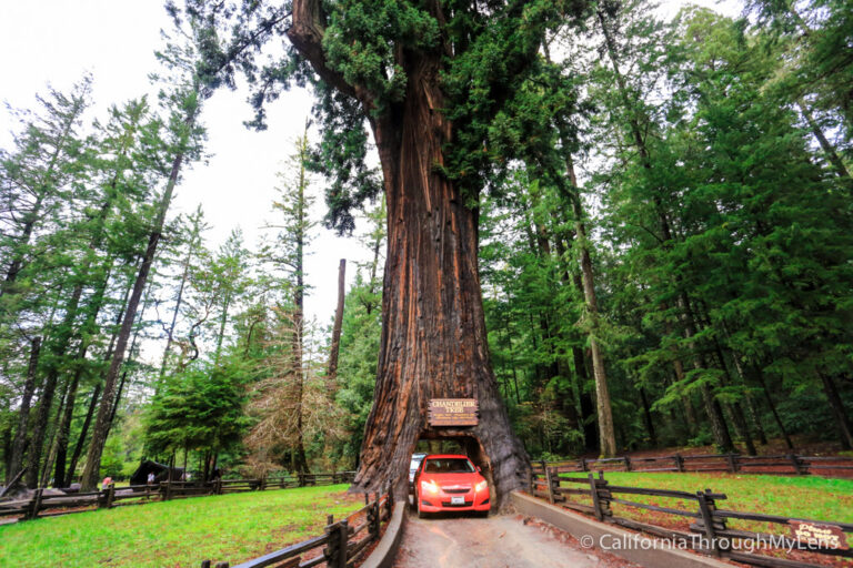 Stout Grove In Jedediah Smith Redwoods, Chandelier Tree In The Drive Thru Parka
