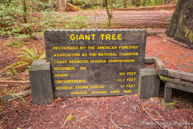 Giant Tree Flatiron Tree-12