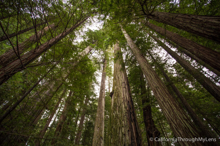 Giant Tree and Flat Iron Tree in Avenue of the Giants - California ...