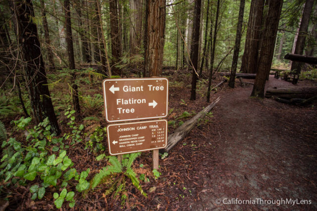 Giant Tree Flatiron Tree-3