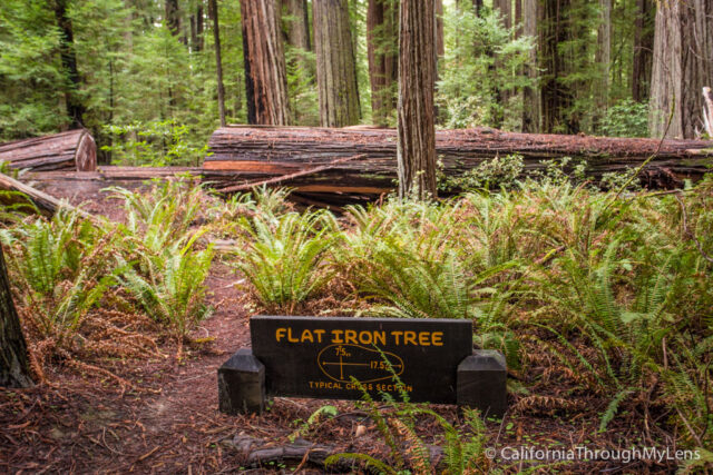 Giant Tree Flatiron Tree-5