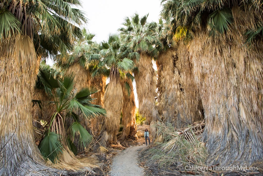 San Andres Oasis Trail: Palm Trees Near Salton Sea - California Through My Lens