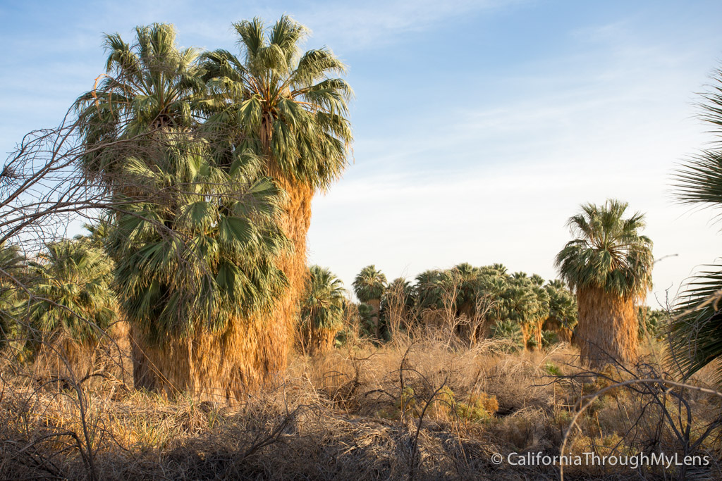 San Andres Trail-5