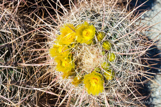 Anza Borrego Wildflowers-1