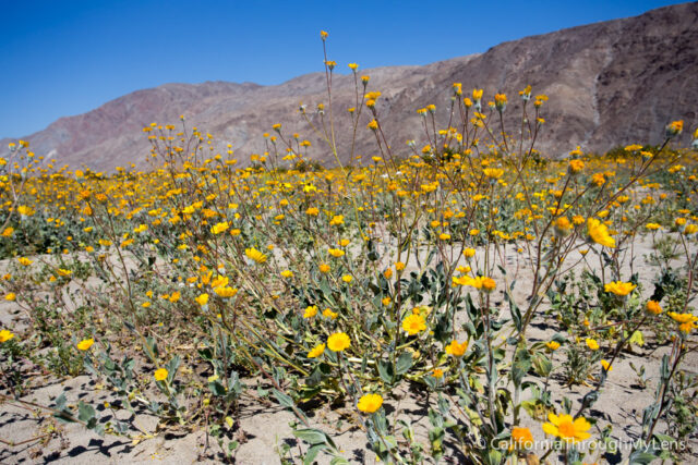 Wildflowers In Anza Borrego Where To Find Them California Through My Lens