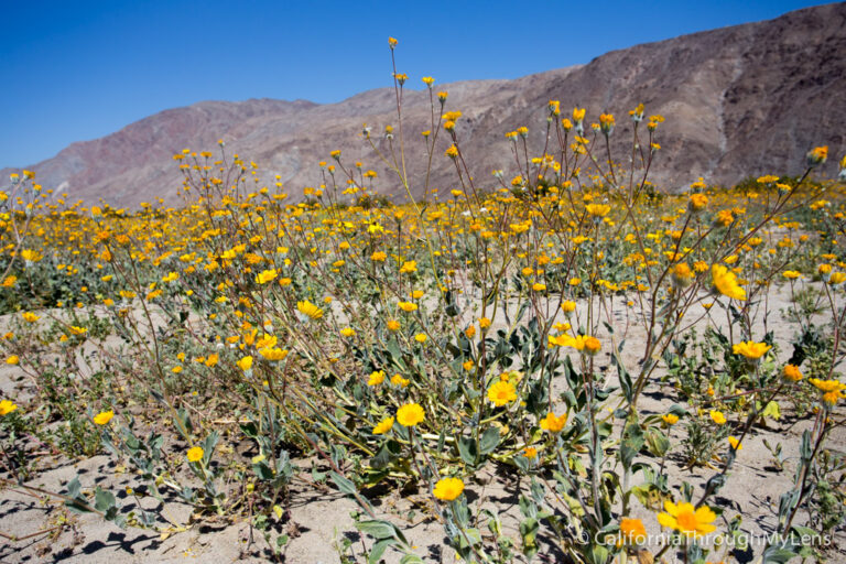 Wildflowers in Anza Borrego: Where to Find Them