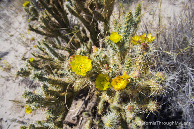 Anza Borrego Wildflowers-13