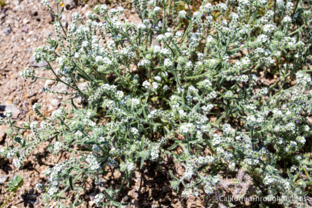 Anza Borrego Wildflowers-2