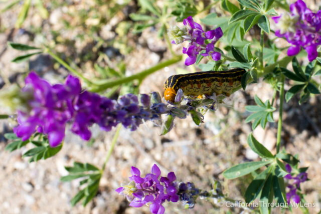 Anza Borrego Wildflowers-4