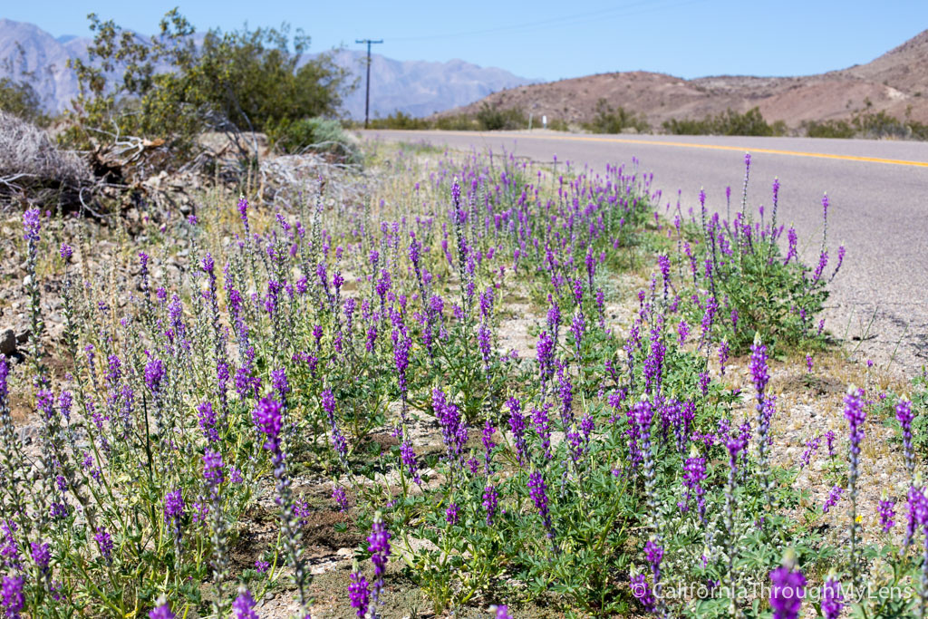 Wildflowers in Anza Borrego Where to Find Them California Through My
