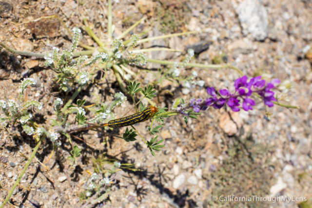 Anza Borrego Wildflowers-7