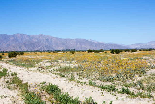 Anza Borrego Wildflowers-8