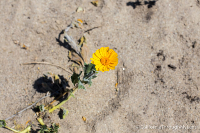 Anza Borrego Wildflowers-9