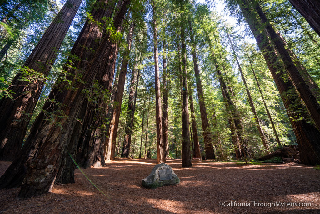 Avenue of the Giants The 31 Mile Redwood Drive You Have to Do California Through My Lens Avenue of the Giants The 31 Mile Redwood Drive You Have to Do California Through My Lens