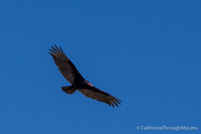 Conejo Valley Botanic Garden-14