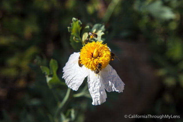 Conejo Valley Botanic Garden-18