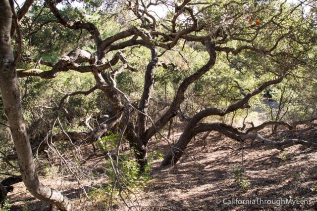 Conejo Valley Botanical Gardens In Thousand Oaks California