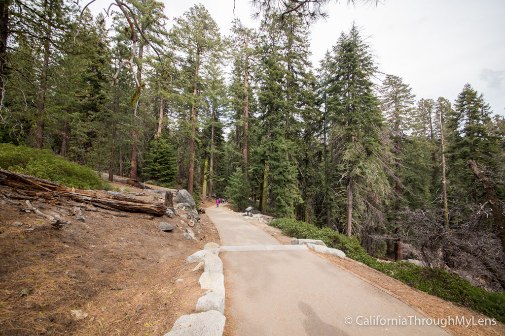 General Sherman Tree The Largest Tree on Earth by Volume California