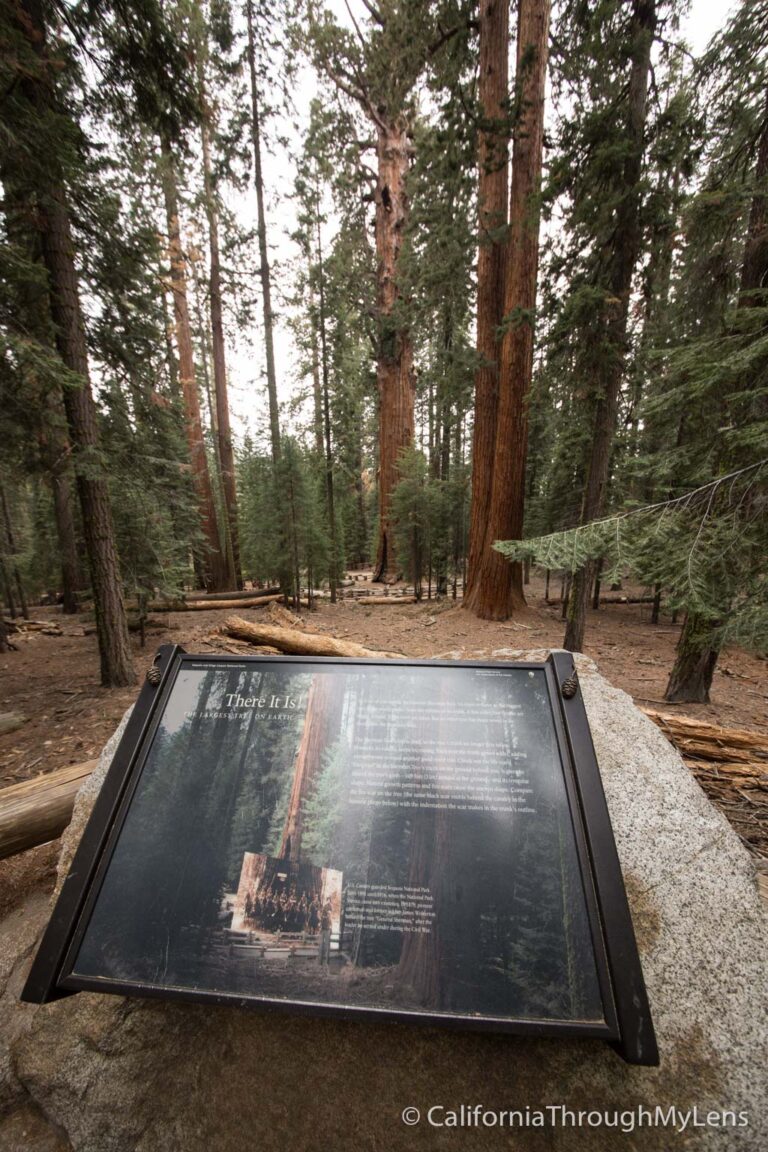 General Sherman Tree The Largest Tree on Earth by Volume California