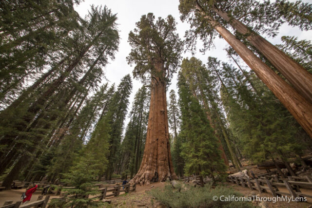 General sherman tree hike hotsell