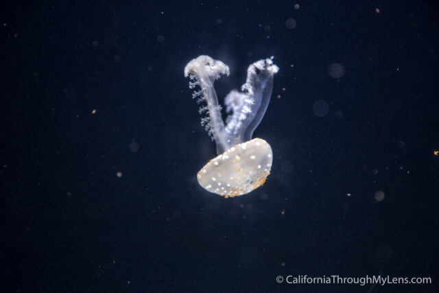 Birch Aquarium-2