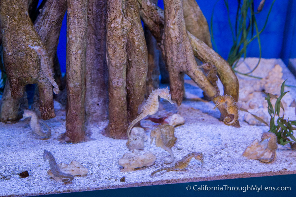 Birch Aquarium at Scripps Institution of Oceanography in La Jolla
