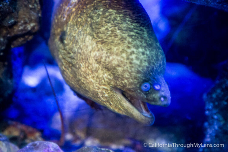 Birch Aquarium at Scripps Institution of Oceanography in La Jolla ...