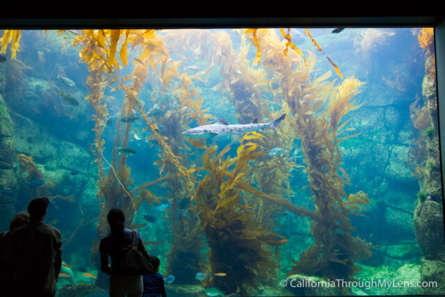 Birch Aquarium-7