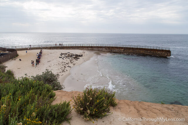 Children's Pool La Jolla: The Best Spot For Seals Viewing - California  Through My Lens