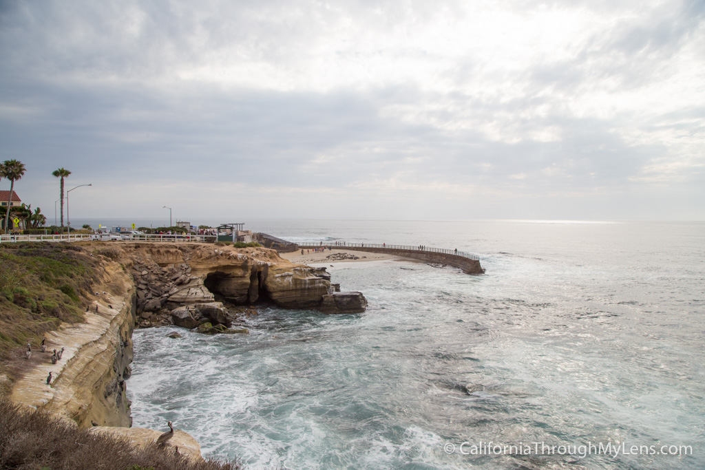 Children's Pool La Jolla The Best Spot For Seals Viewing California Through My Lens