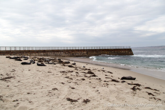 Children's Pool La Jolla: The Best Spot For Seals Viewing - California  Through My Lens